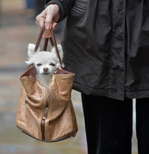 Dog in a bag